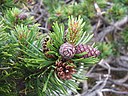 Pinus mugo cone 01