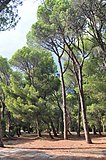 Pinus pinea Hurzuf2.JPG
