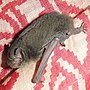 Miniatura para Pipistrellus coromandra