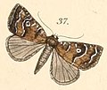 Pl.108-37-Erastria bavia (=Amyna axis).JPG