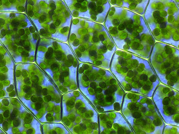 Chloroplasts conduct photosynthesis in plant cells and other eukaryotic organisms.