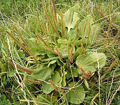 granda Plantago (Plantago major)