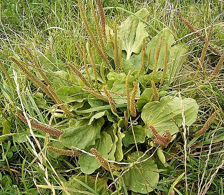 Plantago granda