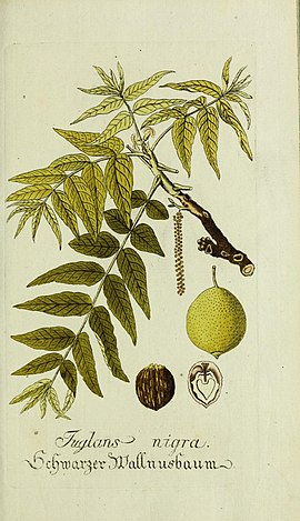 Plantarum indigenarum et exoticarum icones ad vivum coloratae, oder, Sammlung nach der Natur gemalter Abbildungen inn- und ausländlischer Pflanzen, für Liebhaber und Beflissene der Botanik (16063921796).jpg
