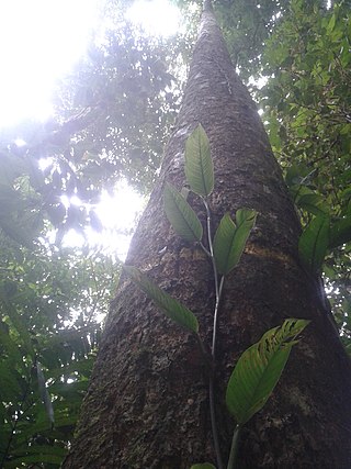 <i>Pleodendron</i> Genus of flowering plants