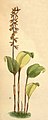 Stelis alta (as syn. Pleurothallis grandis) plate 8853 in: Curtis's Bot. Magazine (Orchidaceae), vol. 146, (1920) (Detail)