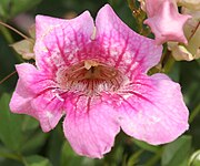 Close-up of flower