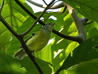 <span class="mw-page-title-main">Spectacled bristle tyrant</span> Species of bird