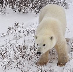 Polar Bear, Churchill, Manitoba, Canada..jpg