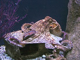 Обыкновенный осьминог (Octopus vulgaris)
