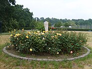 Stele with roses at Bad Liebenwerda, Germany.