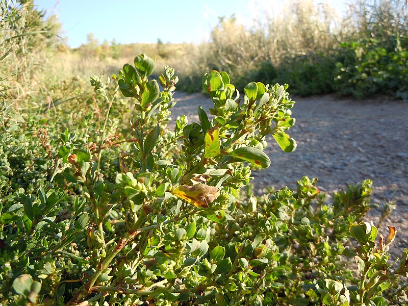 File:Polygonum achoreum (4985271408).jpg