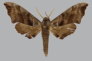 <i>Polyptychus claudiae</i> Species of moth