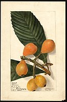 Image of the Oliver variety of loquats (scientific name: Eriobotrya japonica). (1905)