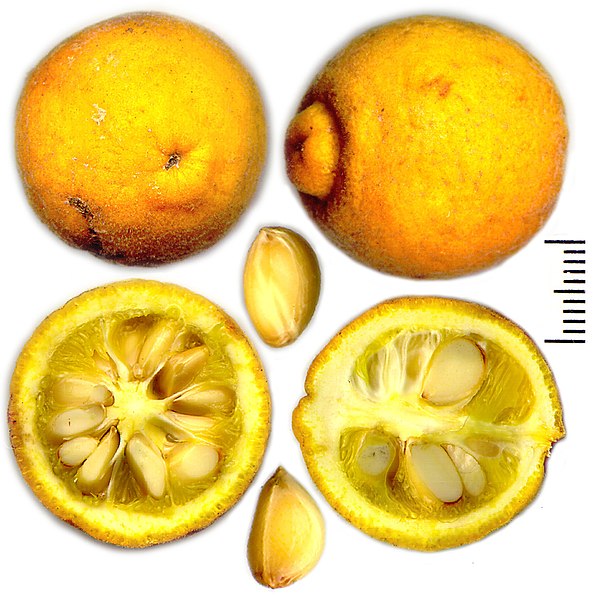 File:Poncirus trifoliatus fruit and seeds.jpg