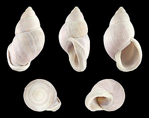 Porphyrobaphe iostoma bilabratus Pilsbry, 1899 Porphyrobaphe iostoma bilabratus 01.JPG