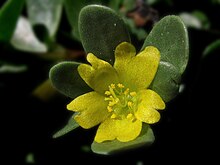 P. oleracea flower Portulaca (23559906595).jpg