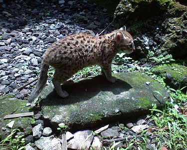 Prionailurus bengalensis in Indonesia.jpg