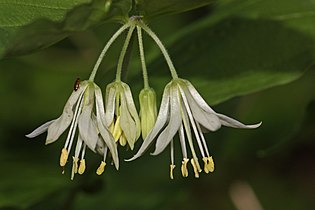   Prosartes hookeri