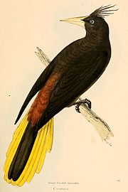 Painting by William Swainson, 1841, of the crested oropendola, "a handsome bird with chestnut and saffron-coloured plumage" Psarocolius decumanus 1841.jpg