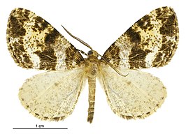 Pseudocoremia albafasciata