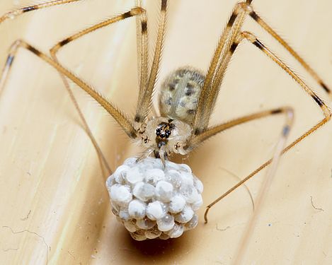 Cellar spider with its eggs