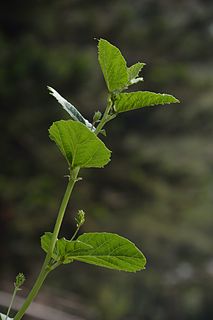 <i>Psoralea corylifolia</i> Species of legume