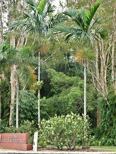 File:Ptychosperma elegans in Cairns Botanic Gardens SF21108.jpg