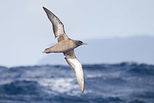 Puffinus griseus ұшуда - SE Tasmania.jpg