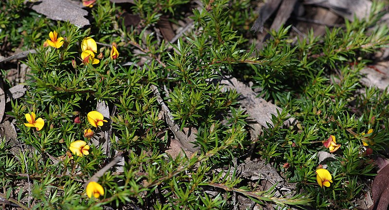 File:Pultenaea pedunculata (24629913449).jpg