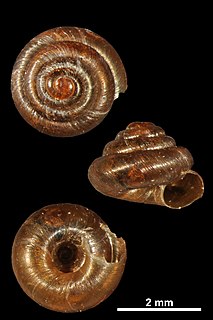 <i>Pyramidula pusilla</i> Species of gastropod