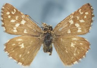 <i>Pyrgus malvoides</i> Species of skipper butterfly genus Pyrgus