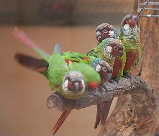 White-eared parakeet Species of bird