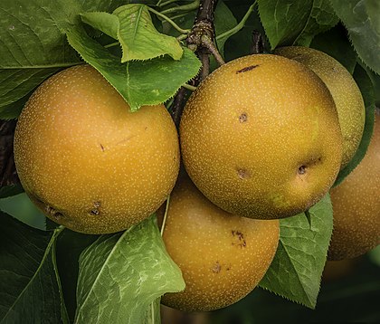 Peras-nashi (Pyrus pyrifolia). Elas têm um tom laranja quando estão maduras. (definição 4 080 × 3 480)