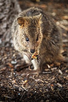 A quokka at Rottnest Island Qokka by the Hotel Rottnest, WA, Rottnest Island.jpg