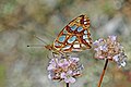 * Nomination Queen of Spain fritillary (Issoria lathonia), Republic of Macedonia --Charlesjsharp 07:50, 26 August 2017 (UTC) * Promotion Good quality. -- Ikan Kekek 10:29, 26 August 2017 (UTC)