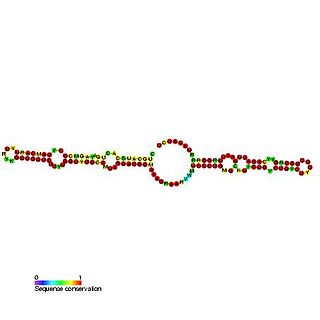 <span class="mw-page-title-main">Small nucleolar RNA MBI-161</span>