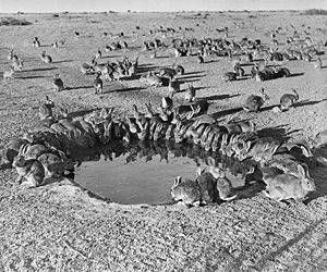 ארנבונים מסביב לשלולית מים, דרום אוסטרליה, 1938.