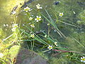 Ranunculus aquatilis