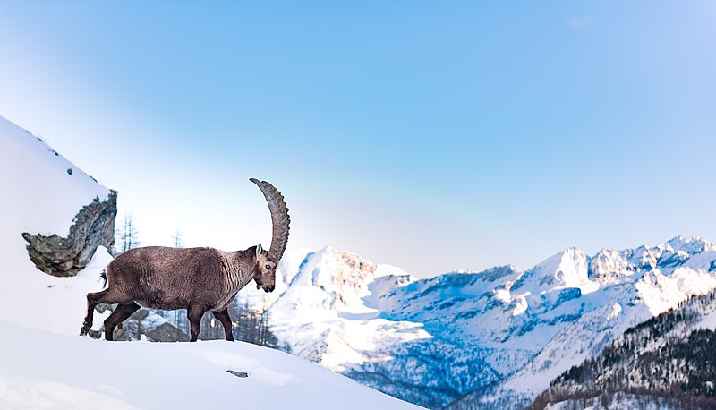 File:Re delle nevi Capra Ibex.jpg