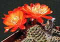 Rebutia iscayachensis 1.jpg