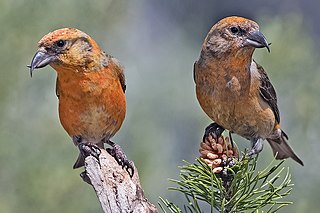 <span class="mw-page-title-main">Carduelinae</span> Subfamily of birds