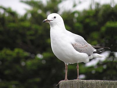 Red-billed gull