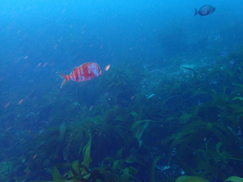 File:Red stumpnose at 12 Mile Bank P4090215.jpg