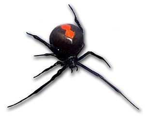 Red-backed spider, female