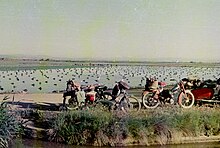 Reisfelder bei Sueca im Frühjahr 1966