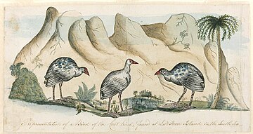 Originalzeichnung der ausgestorbenen weißen Gallinule von Arthur Bowes Smyth, Chirurg an Bord des Schiffes Lady Penrhyn der First Fleet