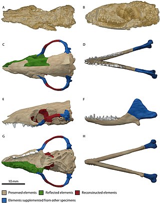 <i>Morganucodon</i> Early mammaliaform genus of the Triassic and Jurassic periods