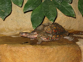 Geoemydidae Family of turtles
