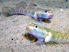 Rhinogobius duospilus.jpeg